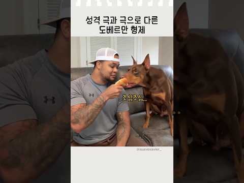 성격 극과 극으로 다른 도베르만 형제 #반려견 #강아지일상