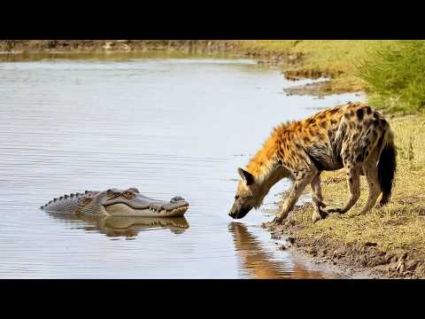 Veja como a batalha muda após um ataque de Crocodilo