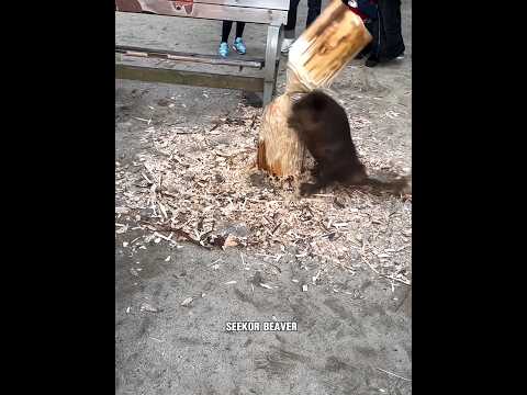 Beaver Tertimpa Pohon Yang Digigit #shortsfeed #aksi #shortvideo #faktaunik
