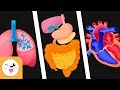 Exploring Human Body Systems for Kids