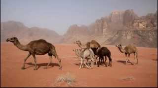 Kamele im Wadi Rum, Jodanien
