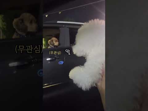 푸들을 만난 왈왈 강아지
