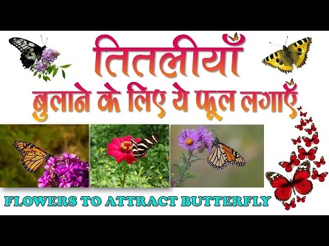 तितलियाँ बुलाने के लिए ये फूल  लगाएँ || Flowers To Attract Butterfly || Make Butterfly garden