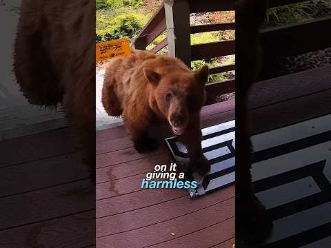 This Doormat Shocks Bears Away