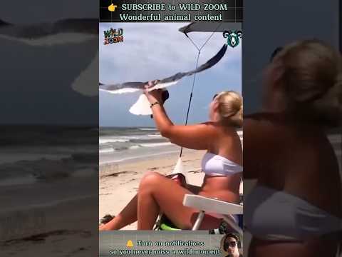 19 AMAZING Animal Clips You MUST See! ⚡ WILD ZOOM #animals #animalshorts  #animalclips   #funny
