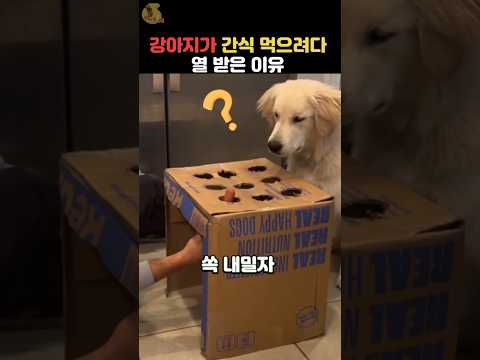 주인이 반려견에 소시지로 장난을 쳤더니?#강아지 #동물