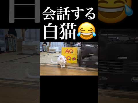 【会話成立?】飼い主の言葉をすべて理解して言い返す白猫🐈 #猫のいる暮らし #保護猫 #猫