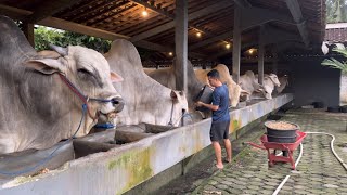 BONGKAR RESEP PAKAN SAPI SETIA FARM TERBARU ‼️🔥🔥🔥