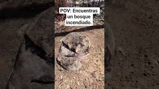 #fyp #parati #viral #incendio #bosque