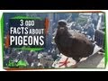 Pigeon Behavior and Navigation Concepts