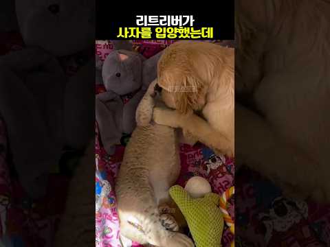 사자를 입양한 리트리버
