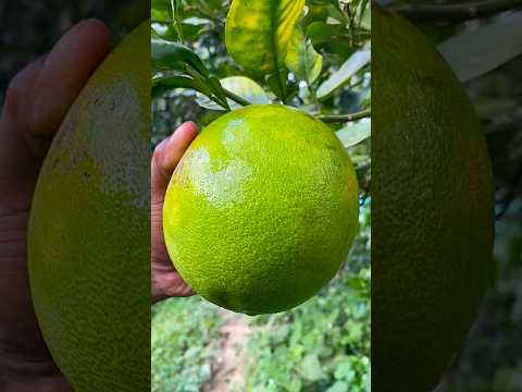 fresh raw pomelo from tree #fruit #short ๐ด๐ด๐ด