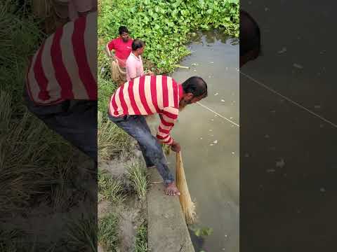 Watch great fishing from the bridge