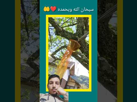 #القرآن #القرآن_الكريم #الطبيعة #اكسبلور #دويتو #انشر_تؤجر #سورة_النحل #fye #nature