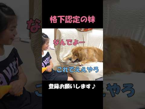 おすわりの命令でふせをする、完全になめきった態度の愛犬#goldenretriever #dog #箱入りクッキーはゴールデンレトリバー