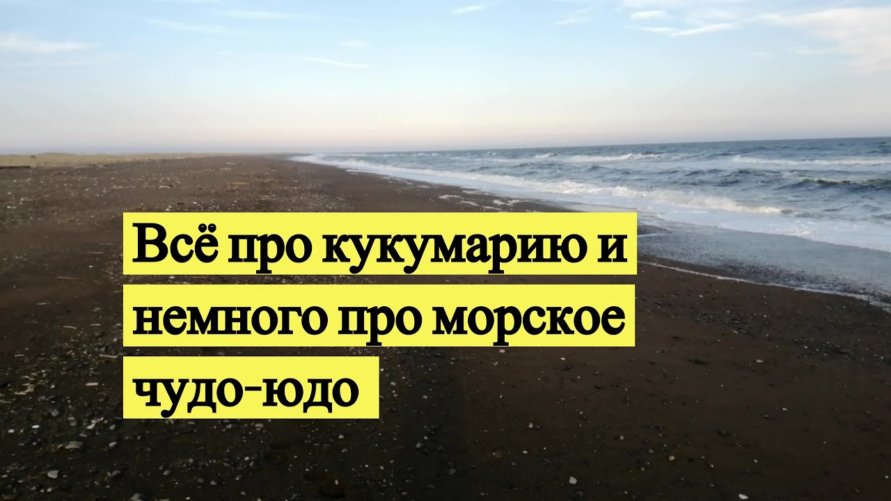 Всё про Кукумарию и немного про морское Чудо-Юдо