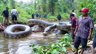 The Largest Snake on Earth? | Giant Anaconda Discovery