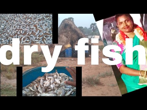 # మేము dry fish అలాగే సాల్ట్ పెట్టి uraapedatham ఈ ఉప్పిడి cesthunnama freesh fish కూడా #