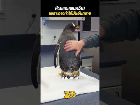 เพนกวินไม่อันตราย…แต่คุณต่างหากที่อันตรายสำหรับมัน