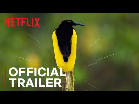 Dancing With The Birds | Official Trailer | Netflix