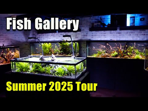 FIsh Gallery Tour Summer 2025