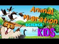 Animal Migration and Navigation