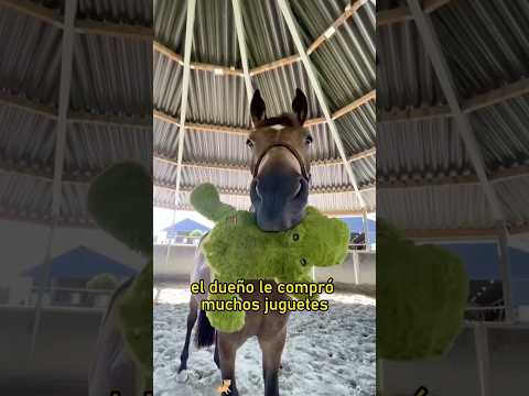 Why did the horse fall off the wagon?#animals #Friendship #Us