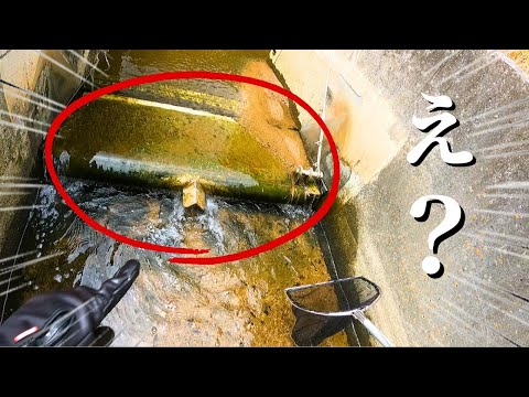 養殖場から逃げたド派手な生物が水門の隙間に身を隠して生き延びてるんだが！？？