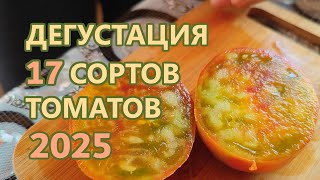 17 коллекционных сортов томатов в срезе. Дегустация 2025 часть 2.