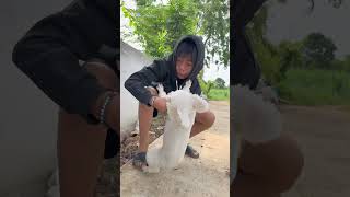 Chú Chó Đáng Thương Mất Tích | Tippi TV #tippitv #tippivip