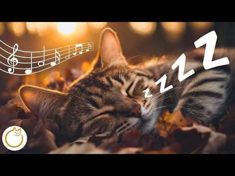 9 HOURS of Cat Anxiety Relief - Calming Lullabies 🐱💤