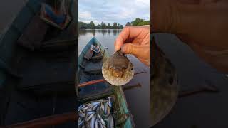 Bubunya banyak dapat ikan selais #patehinte