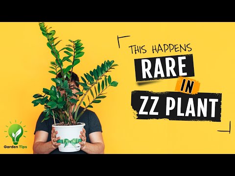 Zz Plant Care Tips and Propagation Tricks | Zz Plant Flowers