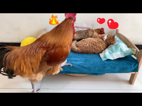 So funny! The rooster was very angry and suspected that the hen and the kitten were having an affair