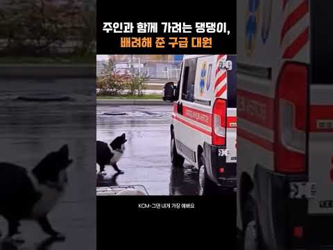 주인과 함께 가려는 댕댕