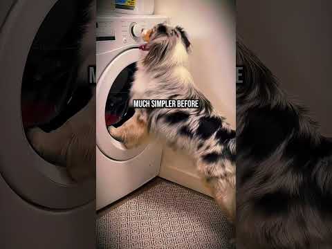Adorable Dog Manages Household With No Breaks