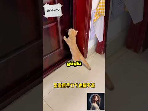 Kedim Duman Günü KURTARDI! 😲🐾