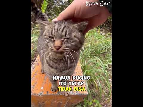 Dihampiri Kucing Hutan Misterius 🐱