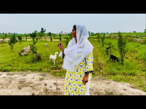 Barish Ke Mousam Main Bakriyon Ko Charaya Village Vlog