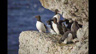 Sillgrisslor hoppar - Live direkt från Stora Karlsö