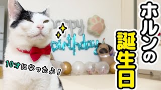 10歳の誕生日、愛猫と一緒に手作りごはんでお祝いしました