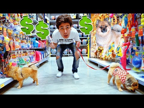 COMPRANDO TUDO QUE MEU CACHORRO TOCAR! *fiquei falido*