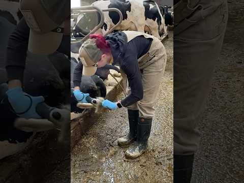 ✂️ Cow Grooming 101: Why Tail Trimming Matters – Farm Girl Explains 🐄