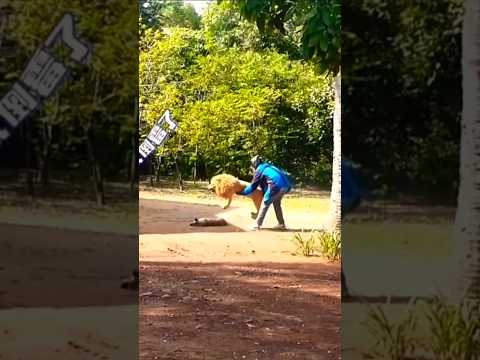 Dog prank funny videos 😱 reaction... 👀🐕#doglover #tigerlove #pranks #dogvsfaketiger #animals#comedy