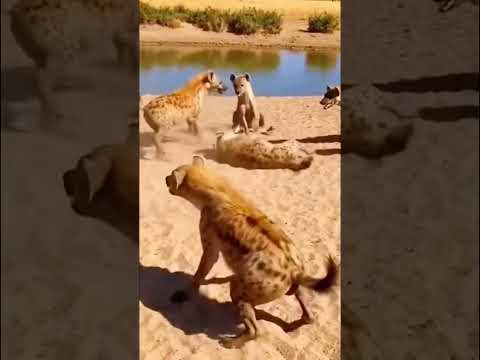 Amazing weapons of animals.動物たちの驚くべき武器