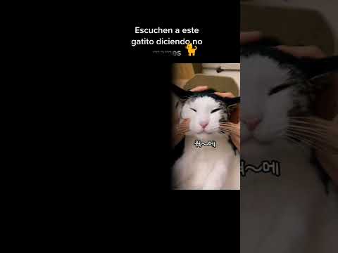 Omg si párese jajajaja😹🐈✨
