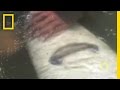 Freshwater Giants and Conservation Challenges