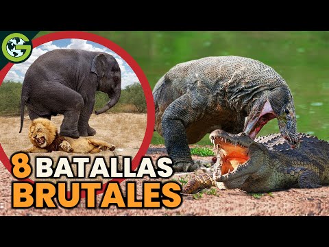 OTRAS 8 PELEAS Más BRUTALES de los ANIMALES SALVAJES 🐊