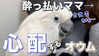酔っぱらいママを心配するオウム、その後の行動にほっこり…？