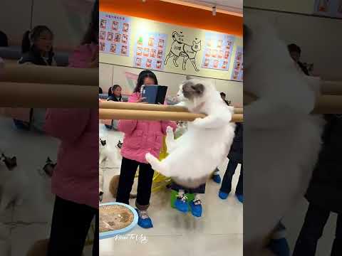 Nhìn em ấy tập xà kép mà thấy cưng ghê 🥰 #MeoDauTrang #HaiThuCung #FunnyCat